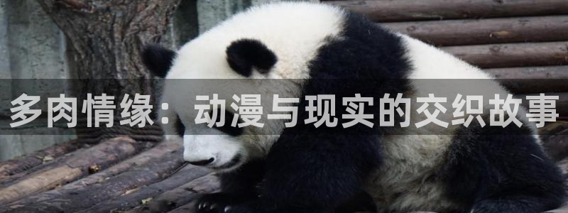 51动漫官网：多肉情缘：动漫与现实的交织故事